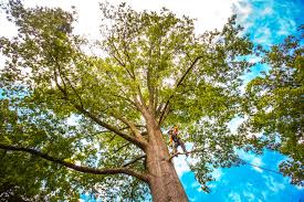 Best Commercial Tree Services  in Upper Fruitland, NM