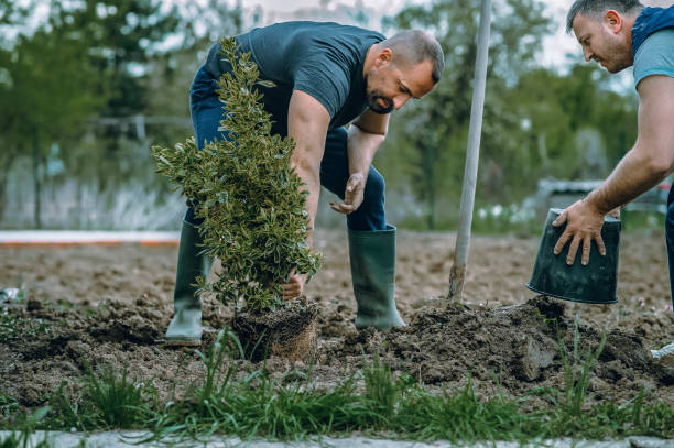 Trusted Upper Fruitland, NM Tree Care Services Experts