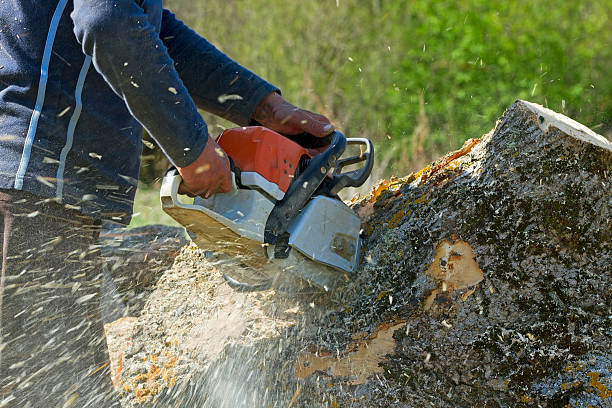 Best Root Management and Removal  in Upper Fruitland, NM